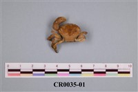 藏品(末廣痣手蟹)的圖片